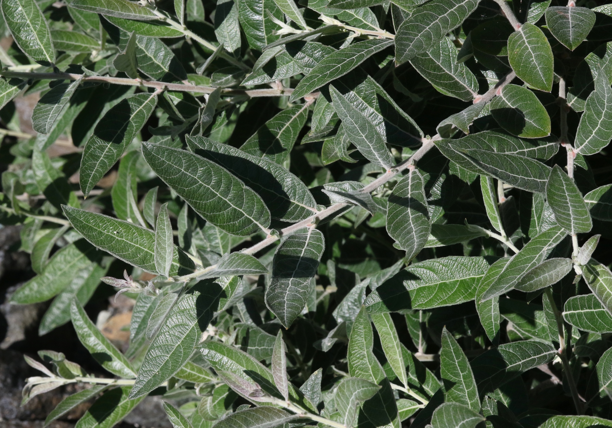 Salix breweri