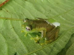 Teratohyla spinosa