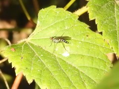 Plagioneurus univittatus