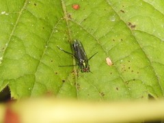 Plagioneurus univittatus