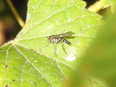 Plagioneurus univittatus