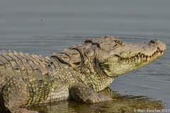 Crocodylus palustris