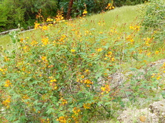 Hoffmannseggia ternata