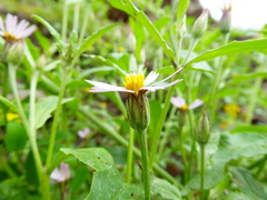 Onoseris odorata
