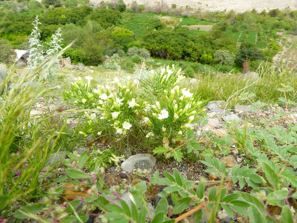 Malesherbia arequipensis