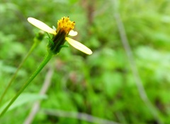 Bidens pseudocosmos