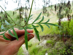Bidens pseudocosmos