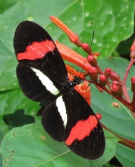 Heliconius melpomene rosina