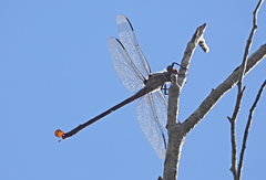 Petalura litorea