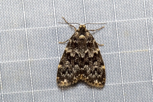 Halone sinuata
