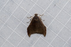 Macaduma