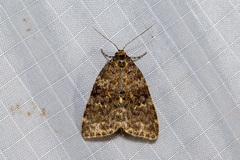 Parelictis saleuta