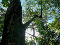 Pseudobombax ellipticum