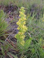 Galium ossirwaense ossirwaense