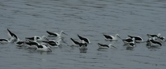 Cladorhynchus leucocephalus