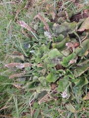 Plantago palmata