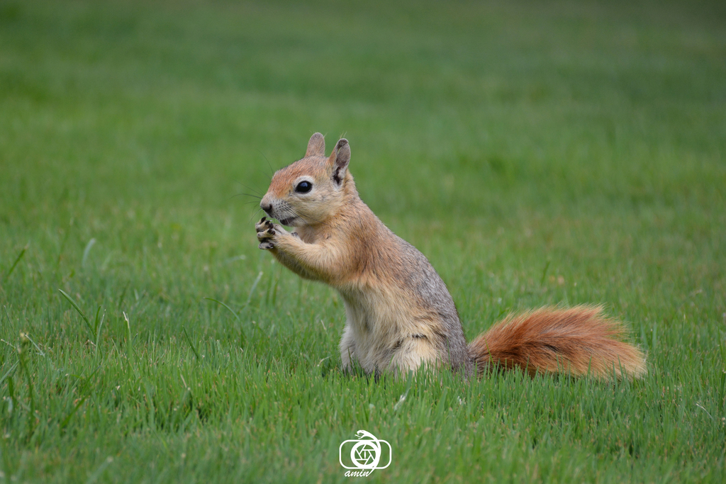Caucasian Squirrel