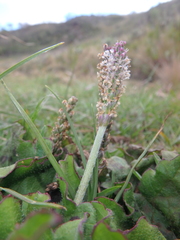 Plantago palmata