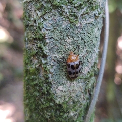 Iphiclus decemnotatus