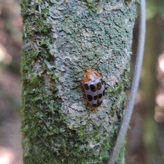 Iphiclus decemnotatus