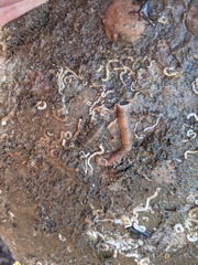 Mopalia porifera