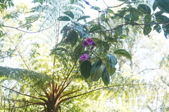 Meriania nobilis