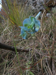 Delphinium macrocentrum