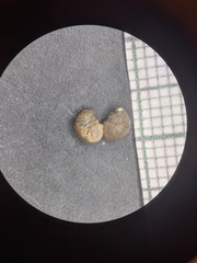 Hydrobioides nassa