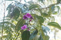 Meriania nobilis