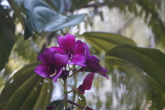 Meriania nobilis