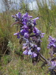 Nepeta azurea