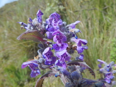Nepeta azurea