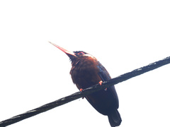 Galbalcyrhynchus leucotis