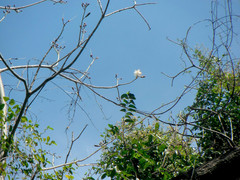 Pseudobombax ellipticum