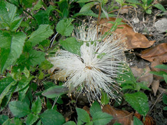 Pseudobombax ellipticum
