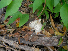 Pseudobombax ellipticum