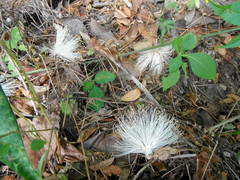 Pseudobombax ellipticum