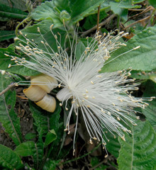 Pseudobombax ellipticum