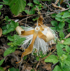 Pseudobombax ellipticum