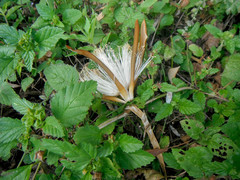 Pseudobombax ellipticum