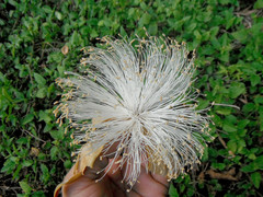 Pseudobombax ellipticum