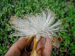 Pseudobombax ellipticum