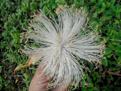 Pseudobombax ellipticum