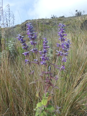 Nepeta azurea