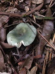 Russula viridis