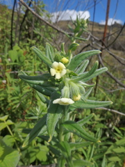 Lithospermum afromontanum