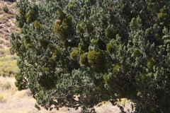 Phoradendron juniperinum