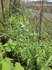 Lithospermum afromontanum