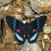 Necyria bellona incendiaria - Photo 由 Lepidoptera Colombiana 🇨🇴 所上傳的 (c) Lepidoptera Colombiana 🇨🇴，保留部份權利CC BY-NC