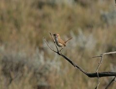 Calamanthus campestris